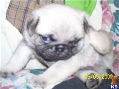 Pug Puppies for Sale